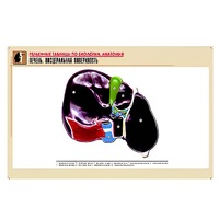 Рельефная таблица "Печень. Висцеральная поверхность" (формат А1, матовое ламинир.) - «globural.ru» - Серов