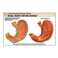 Рельефная таблица "Желудок. Внешняя и внутренняя поверхности" (формат А1, матовое ламинир.) - «globural.ru» - Серов