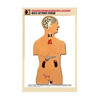 Рельефная таблица "Железы внутренней секреции" (формат А1, матовое ламинир.) - «globural.ru» - Серов