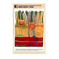 Рельефная таблица "Ворсинка кишечная с сосудом" (формат А1, матовое ламинир.) - «globural.ru» - Серов