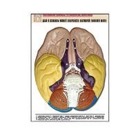 Рельефная таблица "Доли и извилины нижней поверхности полушарий головного мозга" - «globural.ru» - Серов