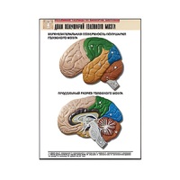 Рельефная таблица "Доли полушарий головного мозга" - «globural.ru» - Серов