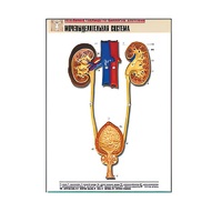 Рельефная таблица "Мочевыделительная система" (формат А1, матовое ламинир.) - «globural.ru» - Серов