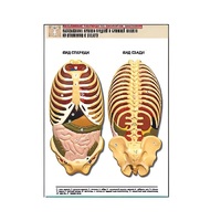 Рельефная таблица "Расположение органов грудной и брюшной полостей по отношению к скелету"(формат А1, лам.) - «globural.ru» - Серов
