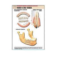 Рельефная таблица "Челюсти и зубы человека" (формат А1, матовое ламинир.) - «globural.ru» - Серов