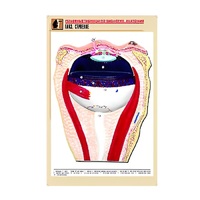 Рельефная таблица "Глаз. Строение" (формат А1, матовое ламинир.) - «globural.ru» - Серов