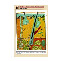 Рельефная таблица "Кожа. Разрез" (формат А1, матовое ламинир.) - «globural.ru» - Серов