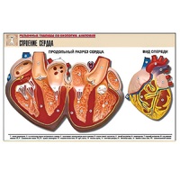 Рельефная таблица "Строение сердца" (формат А1, матовое ламинир.) - «globural.ru» - Серов