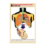 Рельефная таблица "Строение легких" (формат А1, матовое ламинир.) - «globural.ru» - Серов