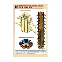 Рельефная таблица "Строение спинного мозга " (формат А1, матовое ламинир.) - «globural.ru» - Серов