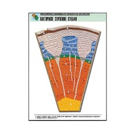 Рельефная таблица "Клеточное строение стебля" (формат А1, матовое ламинир.) - «globural.ru» - Серов