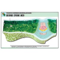 Рельефная таблица "Клеточное строение листа" (формат А1, матовое ламинир.) - «globural.ru» - Серов