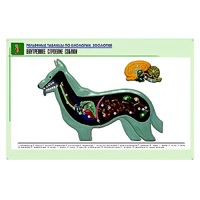 Рельефная таблица "Внутреннее строение собаки" (формат А1, матовое ламинир.) - «globural.ru» - Серов