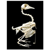 Скелет голубя - «globural.ru» - Серов