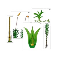 Модель-аппликация "Размножение мха" (ламинированная) - «globural.ru» - Серов