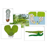 Модель-аппликация "Размножение папоротника" (ламинированная) - «globural.ru» - Серов