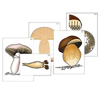 Модель-аппликация "Размножение шляпочного гриба" (ламинированная) - «globural.ru» - Серов