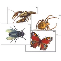 Модель-аппликация "Разнообразие беспозвоночных" (ламинированная) - «globural.ru» - Серов
