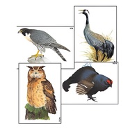 Модель-аппликация "Разнообразие высших хордовых 1. Пресмыкающиеся и птицы" (ламинированная) - «globural.ru» - Серов