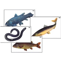 Модель-аппликация "Разнообразие низших и высших хордовых" (ламинированная) - «globural.ru» - Серов