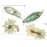 Модель-аппликация "Строение и разнообразие простейших" (ламинированная) - «globural.ru» - Серов