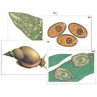 Модель-аппликация "Циклы развития печеночного сосальщика и бычьего цепня" (ламинированная) - «globural.ru» - Серов