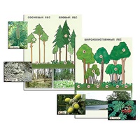 Гербарий фотографический "Растительные сообщества. Лес" (раздаточный) - «globural.ru» - Серов