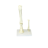 Модель "Скелет конечностей лошади и овцы" (на подставке) - «globural.ru» - Серов