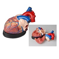 Модель сердца в разрезе (демонстрационная) - «globural.ru» - Серов