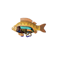 Модель барельефная "Внутреннее строение рыбы" - «globural.ru» - Серов