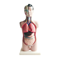 Торс человека разборный - «globural.ru» - Серов