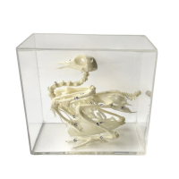 Комплект скелетов различных классов животных - «globural.ru» - Серов