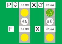 Модель-аппликация Дигибридное скрещивание. Законы Менделя. (набор из 84 карт) - «globural.ru» - Серов
