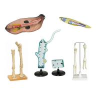 Комплект зоологических моделей демонстрационный - «globural.ru» - Серов