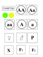 Модель-аппликация Моногибридное скрещивание и его цитологические основы - «globural.ru» - Серов