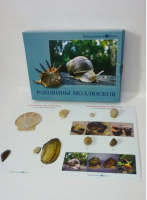 Коллекция "Раковины моллюсков" (вариант 2) - «globural.ru» - Серов