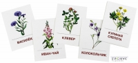 Раздаточные карточки "Цветы полевые" - «globural.ru» - Серов