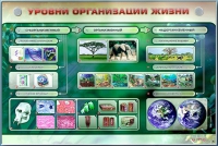 Электрифицированный стенд "Уровни организации жизни" - «globural.ru» - Серов