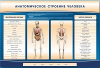 Электрифицированный стенд-тренажер c макетом скелета "Анатомическое строение человека" - «globural.ru» - Серов