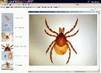 Биология. Микрофотографии. (Цифровая база изображений) - «globural.ru» - Серов