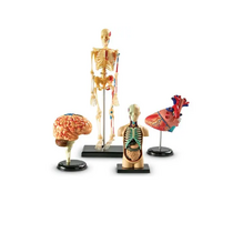 Дидактическое пособие по окружающему миру «Изучаем строение человека» (Анатомические модели) - «globural.ru» - Серов