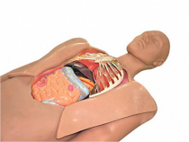 Муляж оперируемого пациента с экскурсией в грудную клетку и маской наркоза - «globural.ru» - Серов