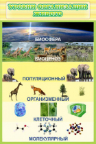 Стенд "Уровни организации живого" - «globural.ru» - Серов