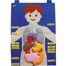 Фланелеграф "Анатомия" - «globural.ru» - Серов