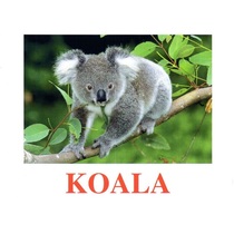 "Wild Animals-2" ("Дикие животные-2") английские карточки Домана - «globural.ru» - Серов