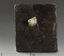 Двустворка Nuculana sp - «globural.ru» - Серов