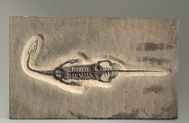 Брахиопода Cyrtospirifer rudkinensis на породе - «globural.ru» - Серов