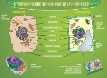Стенд "Строение животной и растительной клеток" - «globural.ru» - Серов