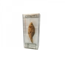 Влажный препарат Внутреннее строение рыбы - «globural.ru» - Серов