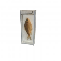 Влажный препарат "Карась" - «globural.ru» - Серов